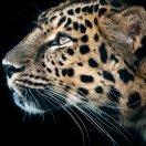 龍腾虎跃