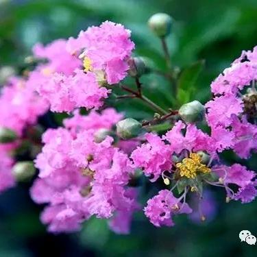 紫薇花（拒绝连赞)