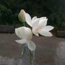 荷塘月色《谢绝连赞》