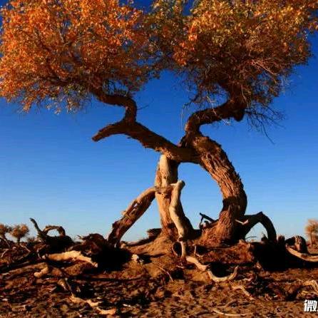 额敏县德恒修理厂