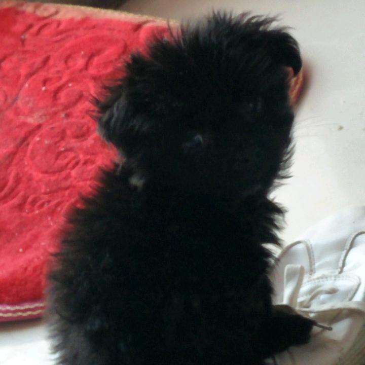 鸡鸭鹅孵化基地