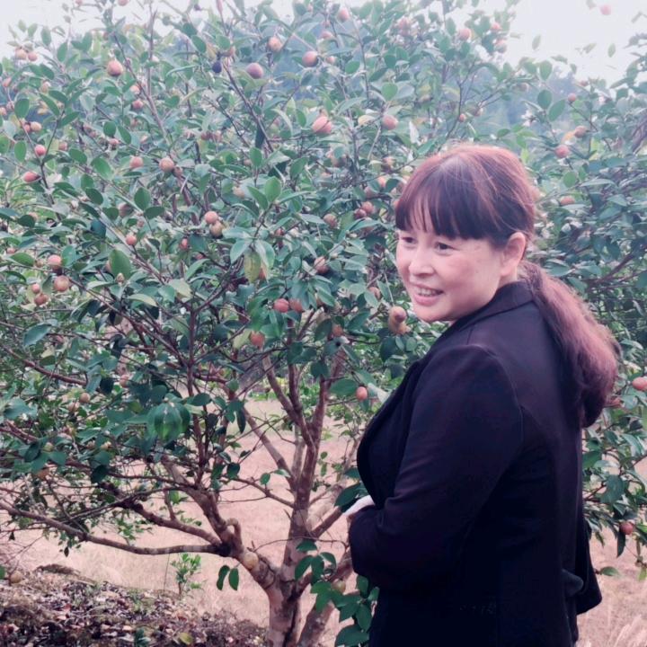 杨花花，山茶油，