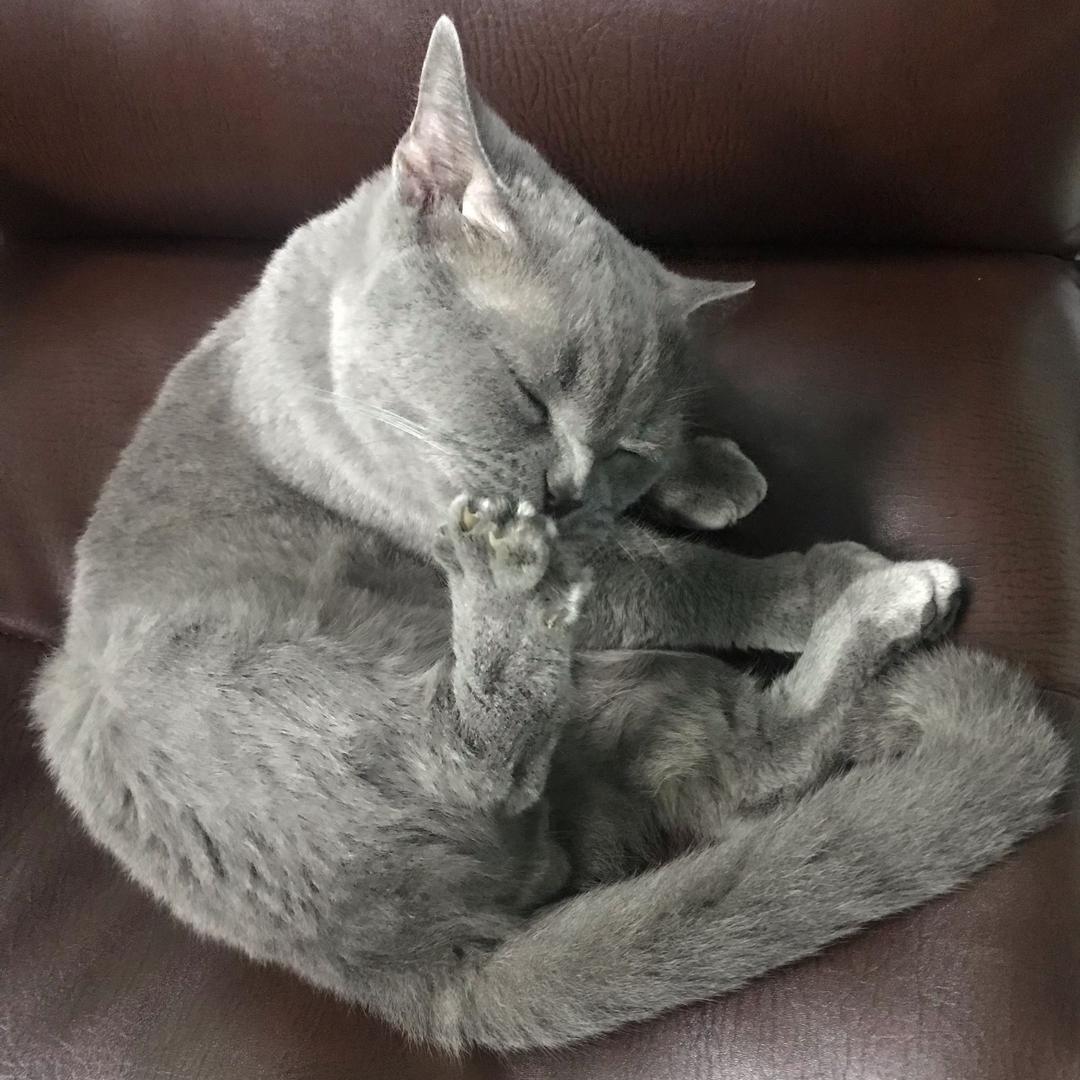 🧢simon🕶随风🇨🇳（光头佬）