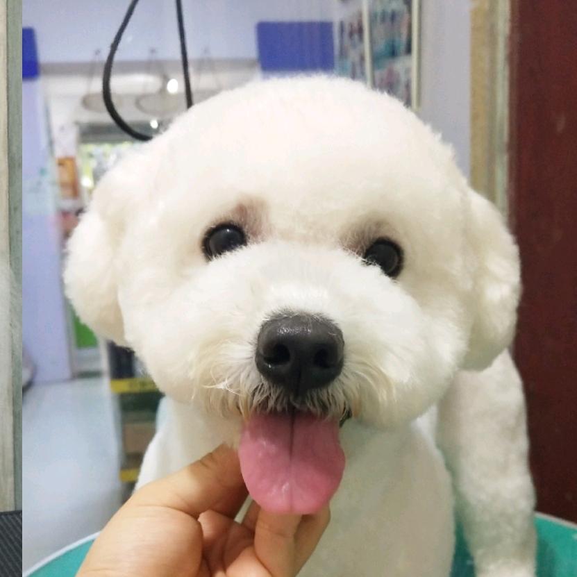 PetIsLover_阿娇