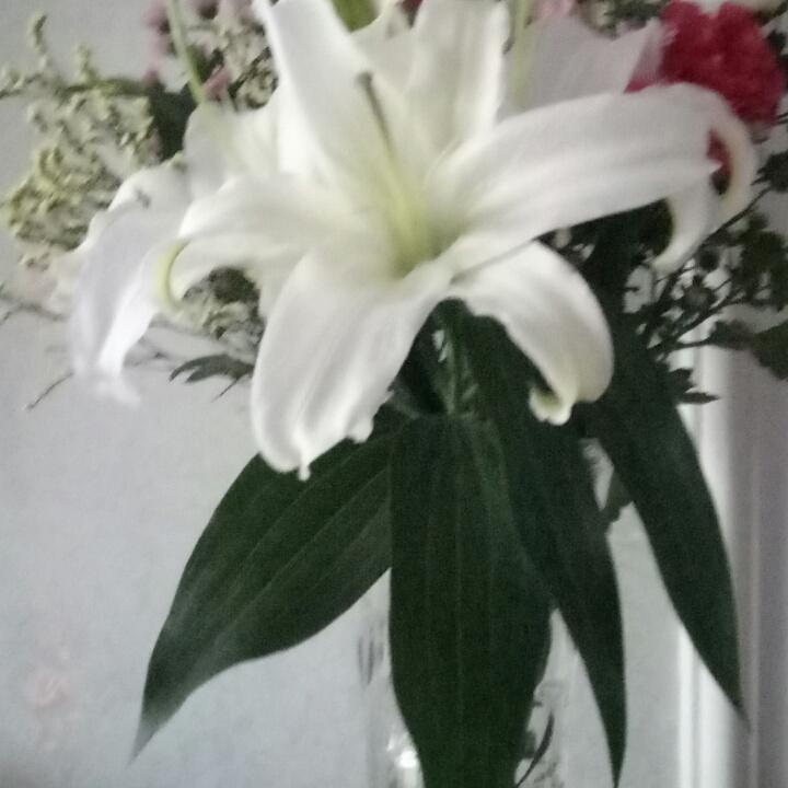 百合