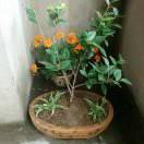 雪花花