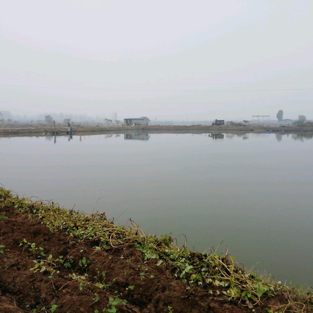 养鱼人的美好生活