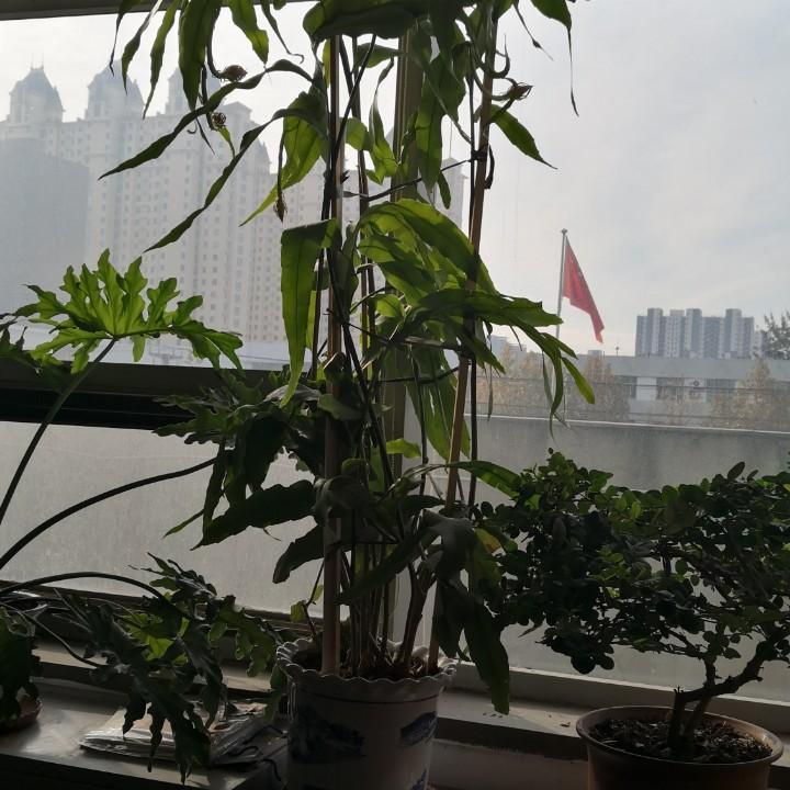 简单  生活