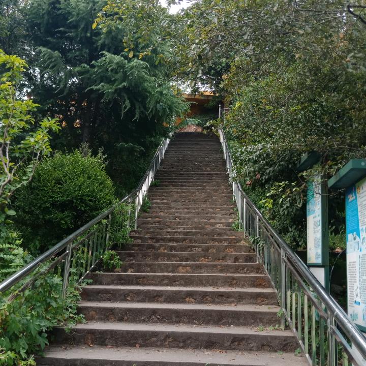 橄榄树