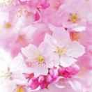 马海霞牛羊肉批发零售