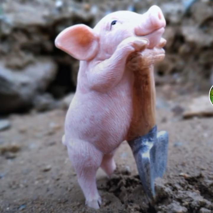 吉鸽閙