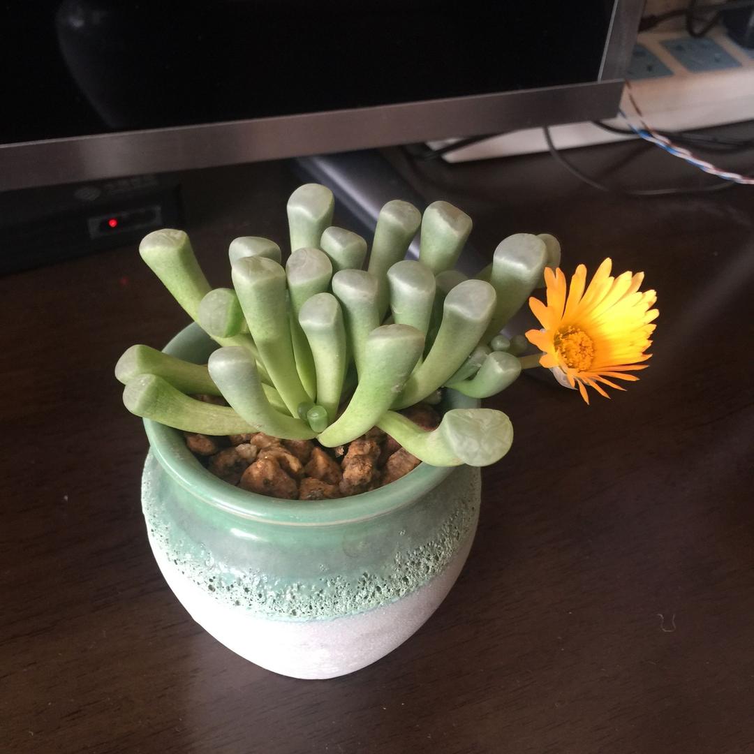 妍（越来越好）