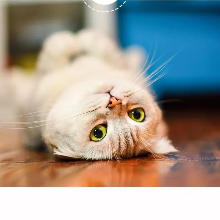 猫猫