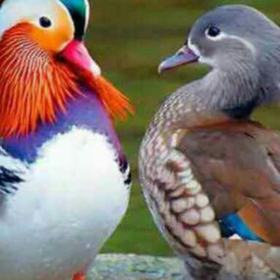 心若相知，无言也默契