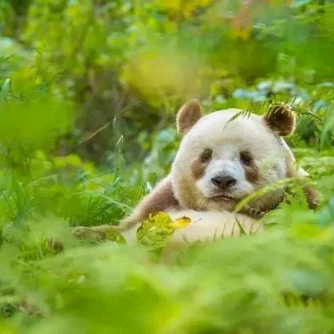 熊猫大師