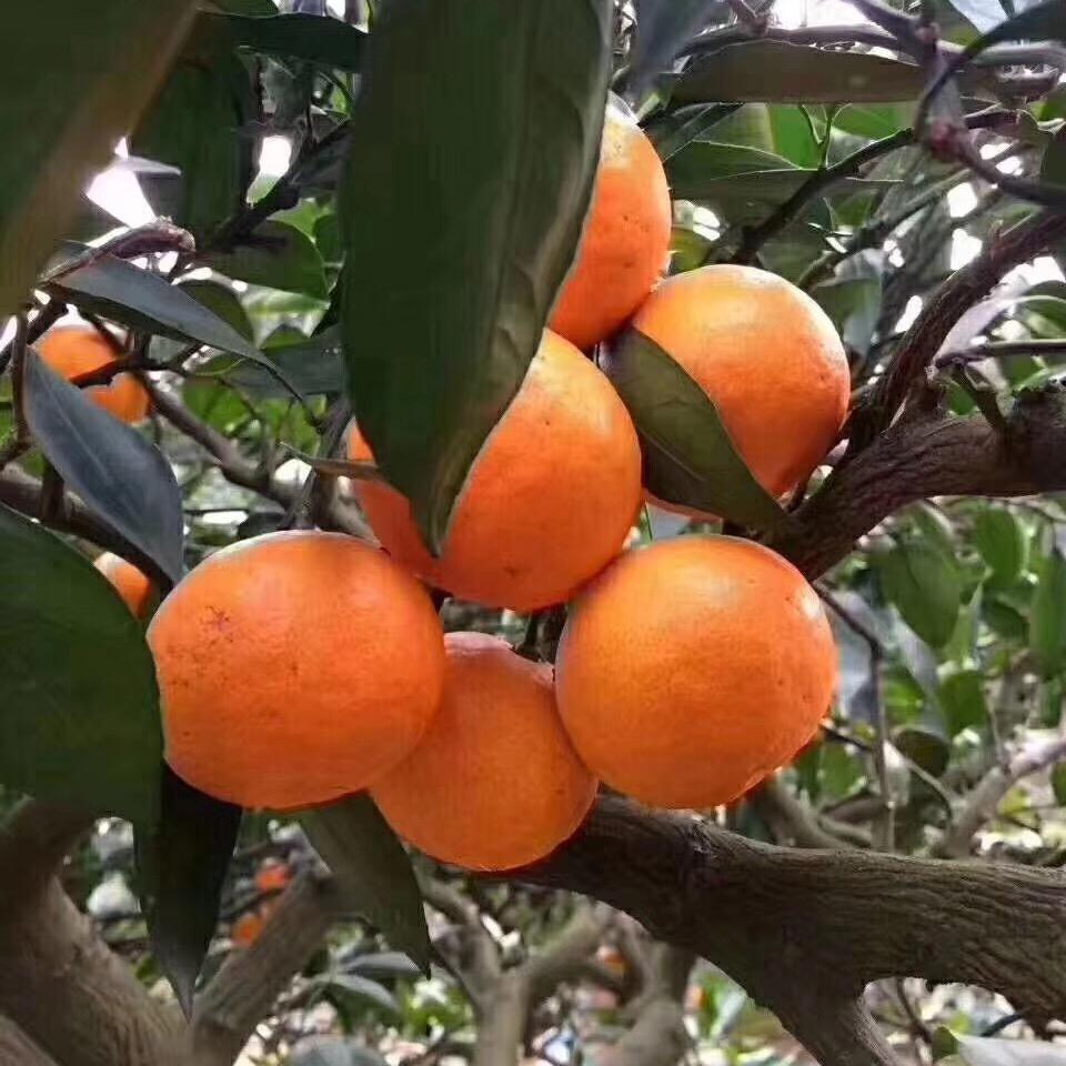 临海市叠鑫涌泉蜜橘