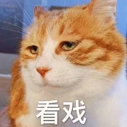 猪宝酱