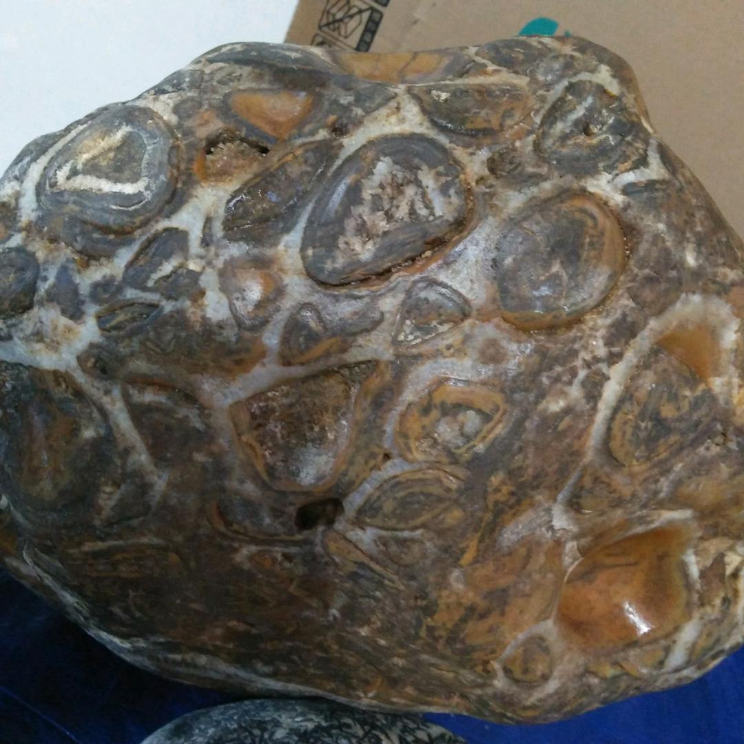 骏马