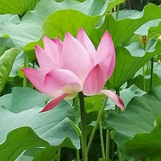 梅子