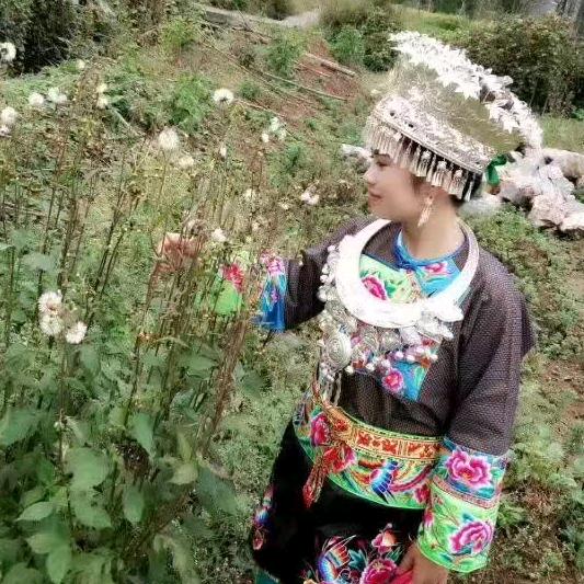 苗家燕子