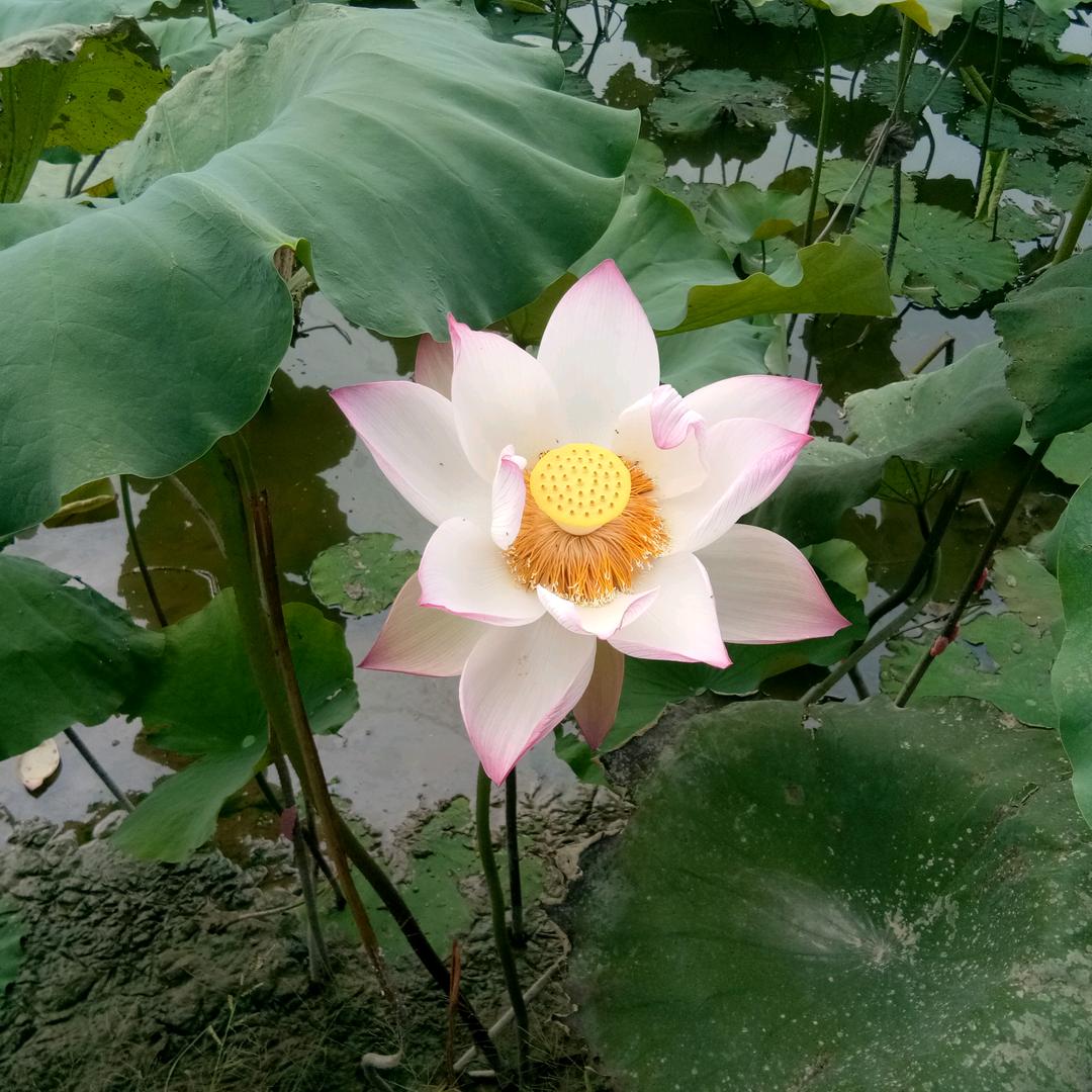 人生如梦