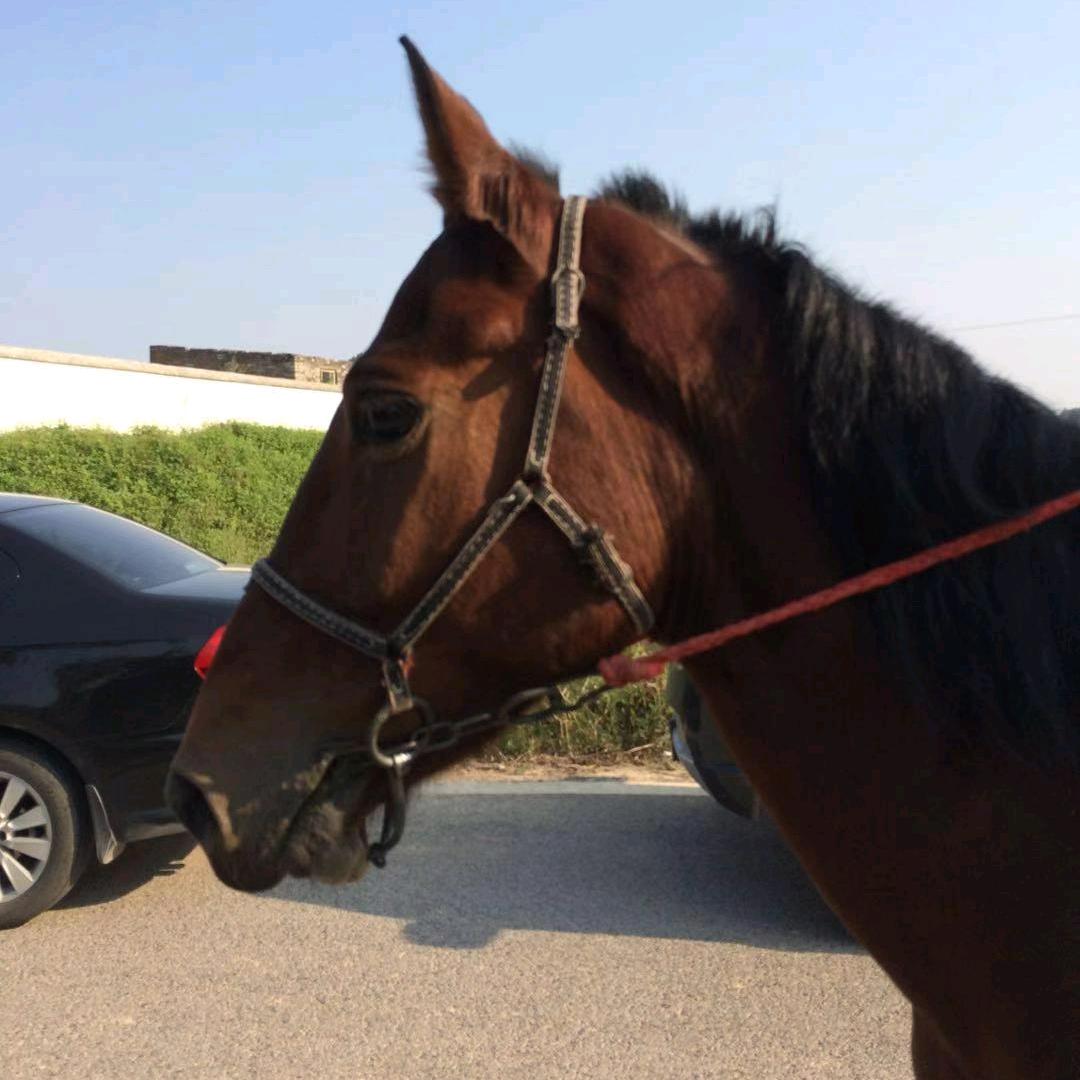 夜猫子（请勿连赞）重庆江北区铁山坪骑马