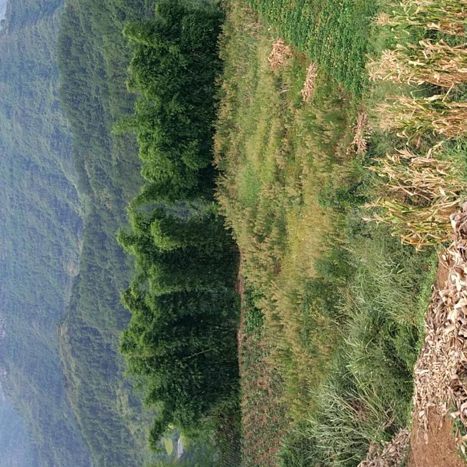 莣后欲笙