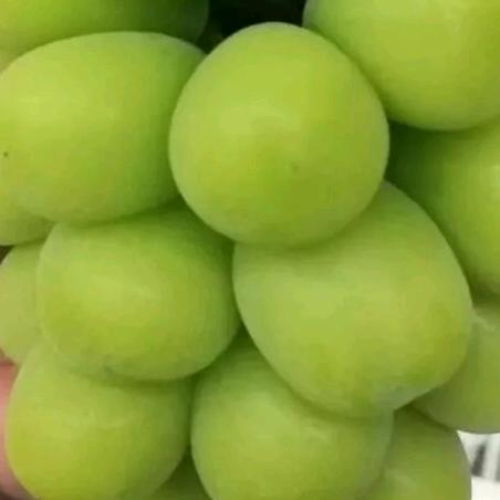 产地直采（眼镜哥）