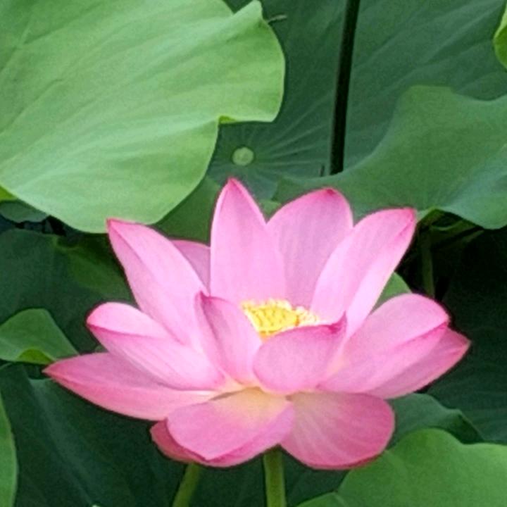 手心手背