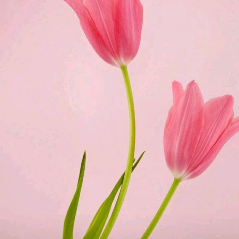 云淡风轻🌹🌻