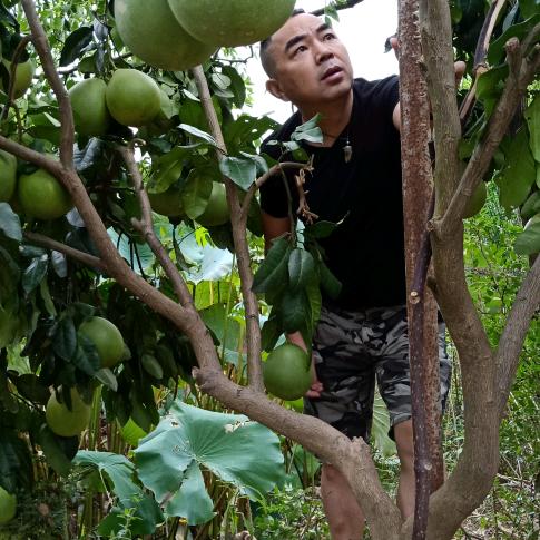 胖哥手机用户87987876552