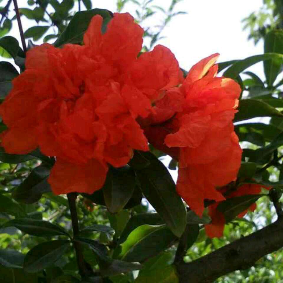 芳，芳
