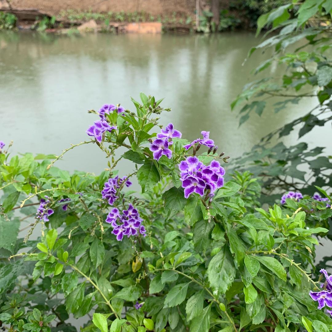 听说你喜欢海橙！