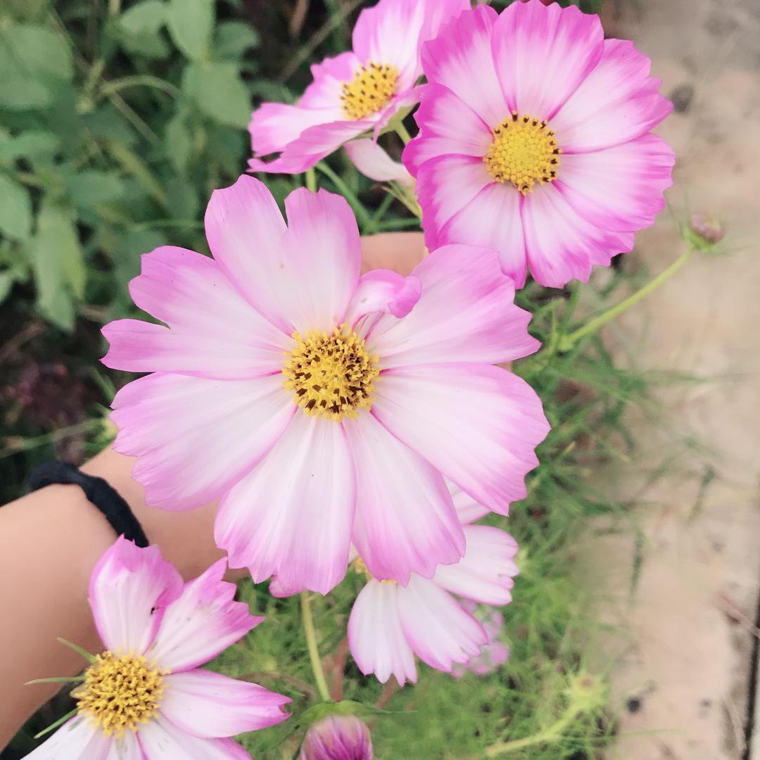 大眼睛👀