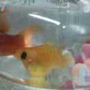 ᨳᩚᤢᤣ星空࿐