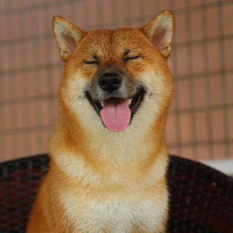 柴犬八公