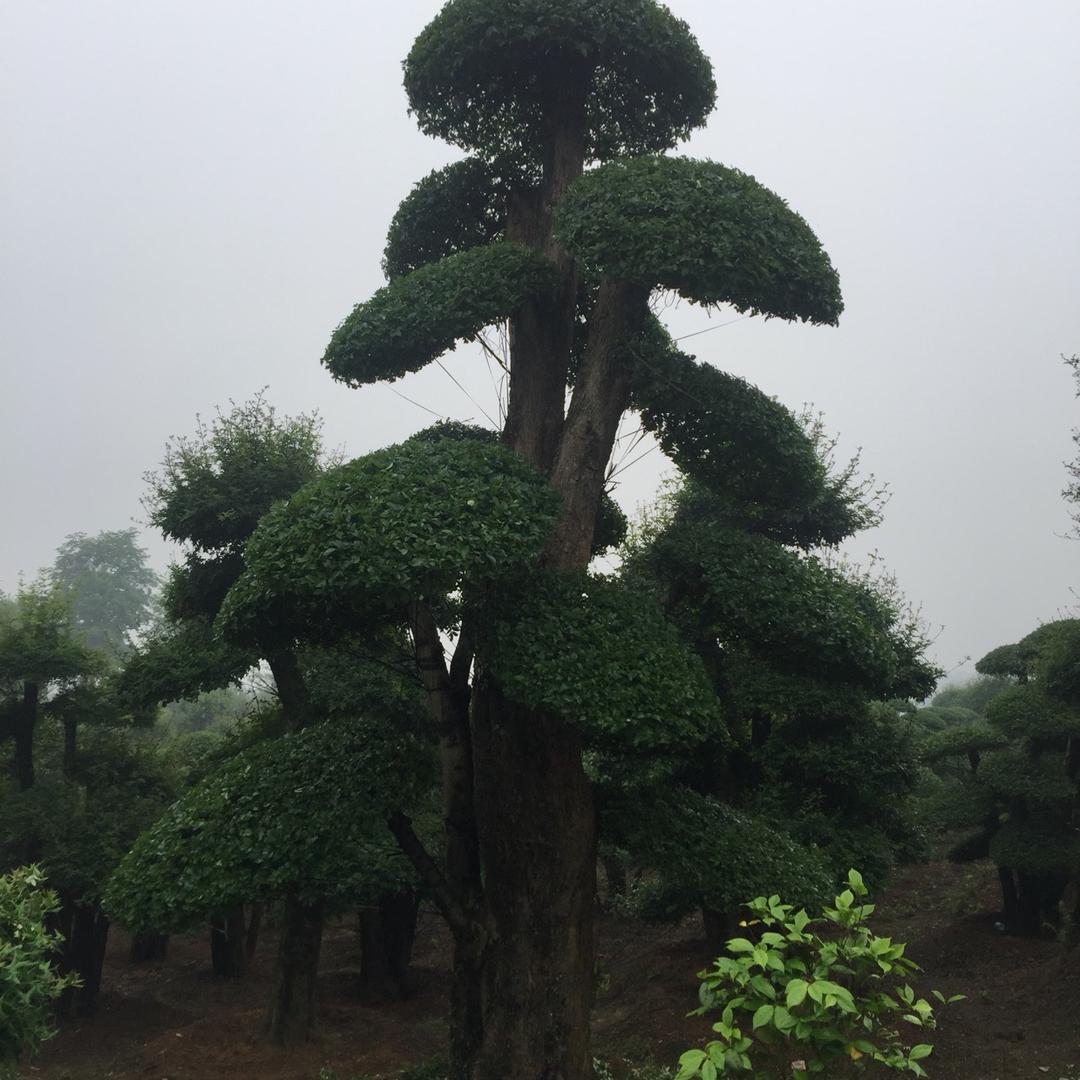 锦雅阁