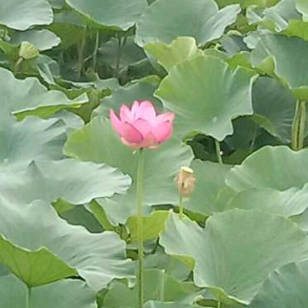 思念  （谢谢你的关注）