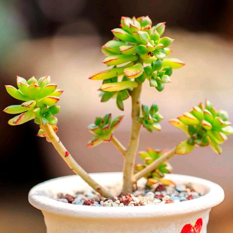 蝴蝶梦