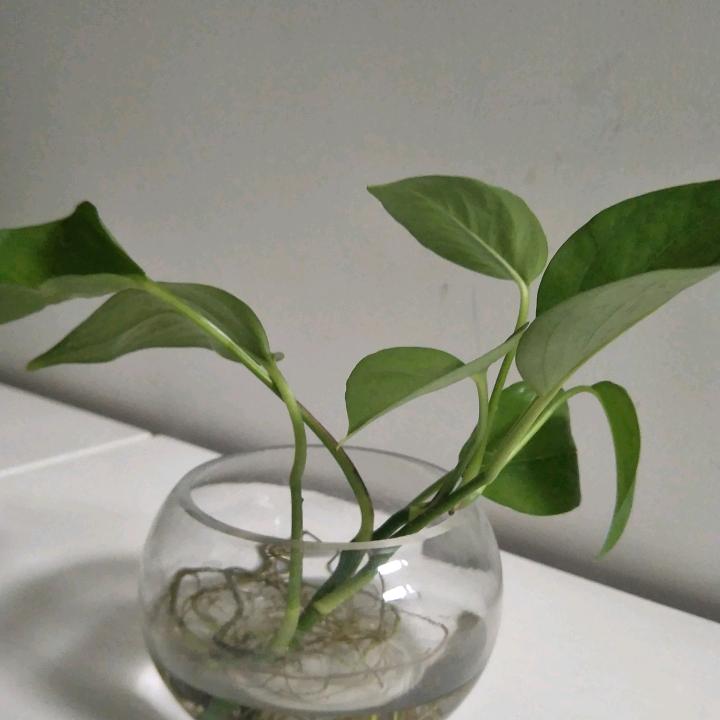 大脸妹