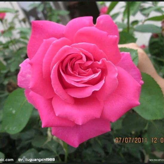 开开心心张树兰