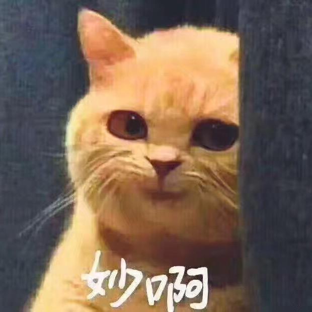 大猫222