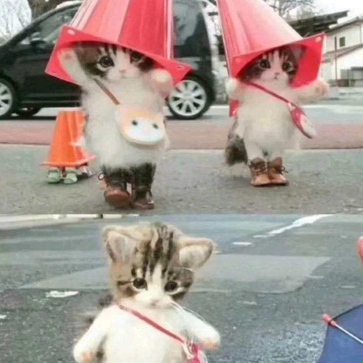 蓝桉（