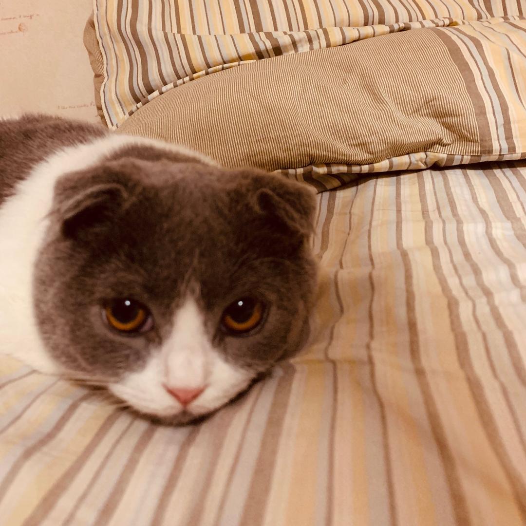 joe周.