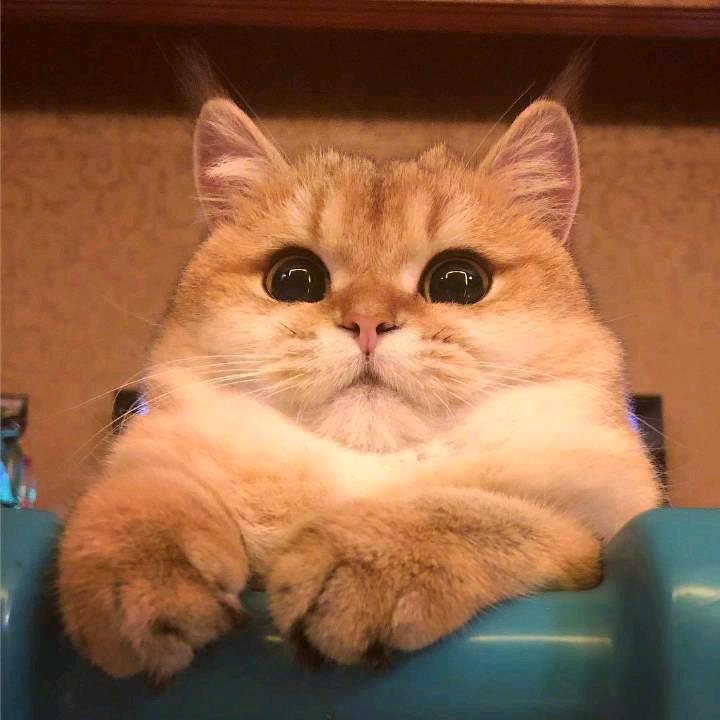 撸猫使者～雯子