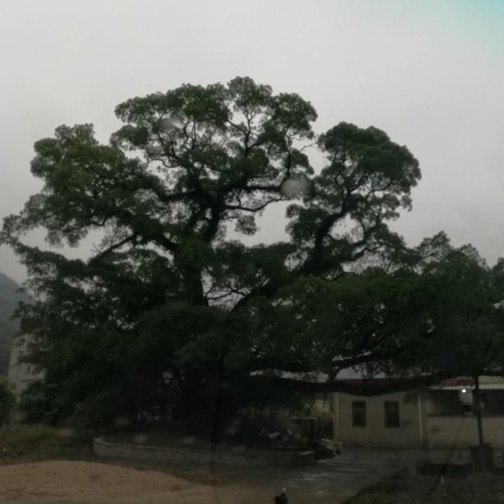 根深叶茂
