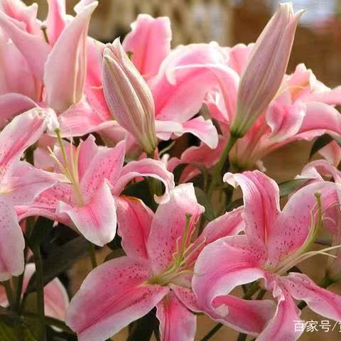 天边的紫萸