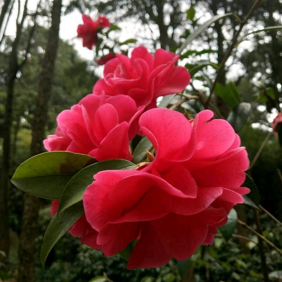 芬芳