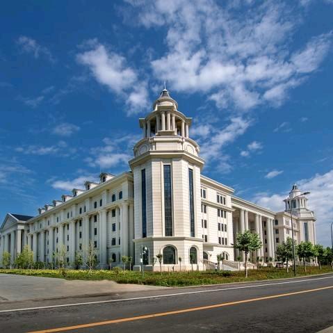 阳光下的向日葵👑