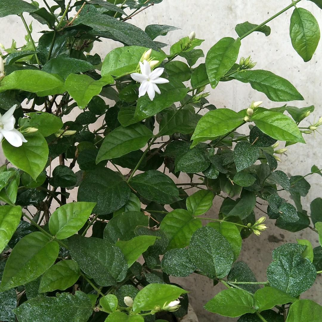 矿务局水产批发